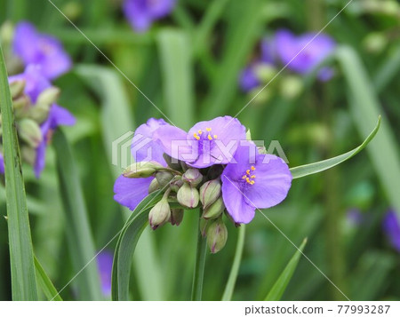 Spiderwort Spiderwort 77993287