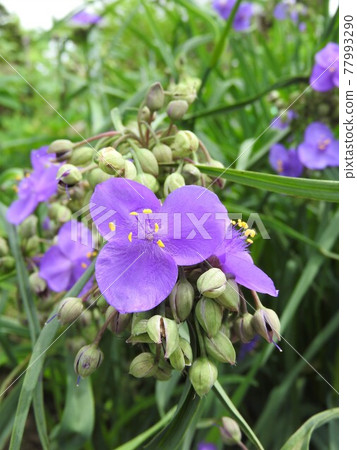  Spiderwort 77993290