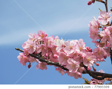 象徵春天的風景 77993309