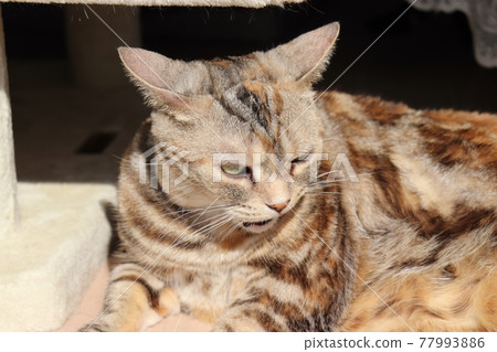 Cat with squid ears complaining American Shorthair Silver Patched Tabby Cat with squid ears complaining American Shorthair Silver Patched Tabby 77993886
