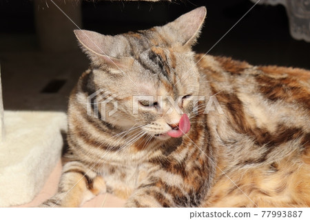 Cat American Shorthair Silver Patched Tabby Licking Nose with Tongue Cat American Shorthair Silver Patched Tabby Licking Nose with Tongue 77993887