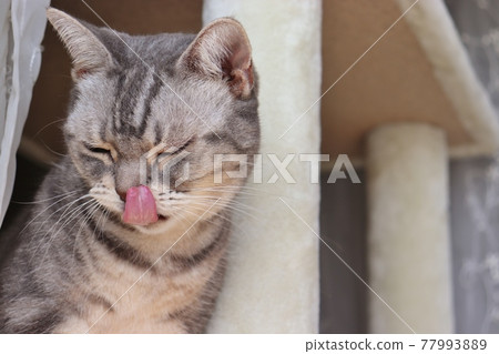 Cat American Shorthair Blue Tabby licking nose with a frown Cat American Shorthair Blue Tabby licking nose with a frown 77993889