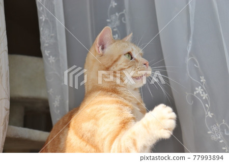 Cat American Shorthair Red Tabby trying to reach for prey Cat American Shorthair Red Tabby trying to reach for prey 77993894