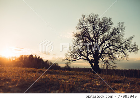 old oak tree at sunset old oak tree at sunset 77993949