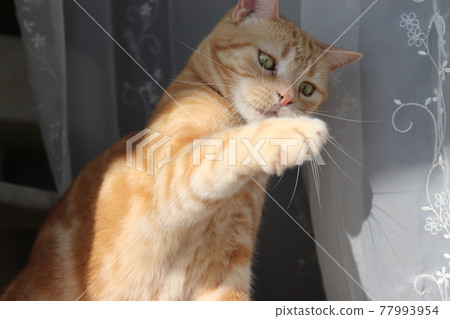 Cat American Shorthair Red Tabby Attacks Prey with Sharp Eyes Cat American Shorthair Red Tabby Attacks Prey with Sharp Eyes 77993954