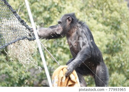 What are you looking for 77993965