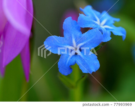 Blue firefly flower close-up Blue firefly flower close-up 77993969