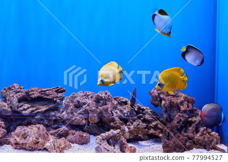 Sea butterflyfish in fish tank in an aquarium. Sea butterflyfish in fish tank in an aquarium. 77994527