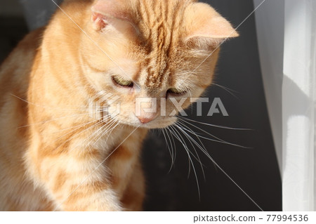 Cat American Shorthair Red Tabby playing face down Cat American Shorthair Red Tabby playing face down 77994536