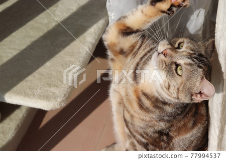Cat with a look that attacks prey American Shorthair Silver Patched Tabby Cat with a look that attacks prey American Shorthair Silver Patched Tabby 77994537