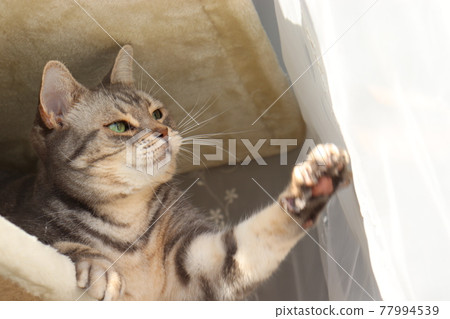 Cat American Shorthair Blue Tabby Pranking Cat Tower to Curtain Cat American Shorthair Blue Tabby Pranking Cat Tower to Curtain 77994539