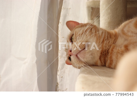 Cat American Shorthair Red Tabby looking out through a curtain by the window Cat American Shorthair Red Tabby looking out through a curtain by the window 77994543