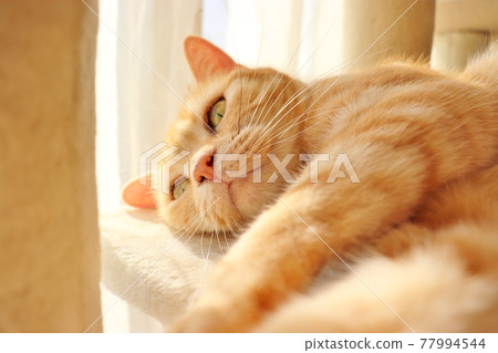 Cat American Shorthair Red Tabby Enchanted in the Sun Cat American Shorthair Red Tabby Enchanted in the Sun 77994544