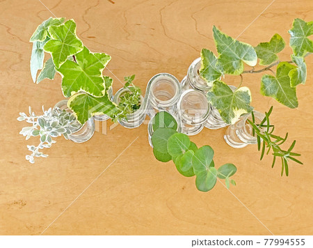 玻璃管的綠色葉子植物 玻璃管的綠色葉子植物 77994555