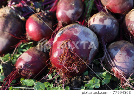 Beets harvest on field background Beets harvest on field background 77994568