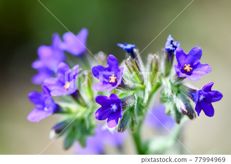 Alkanet Alkanet 77994969