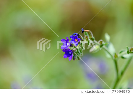 Alkanet Alkanet 77994970