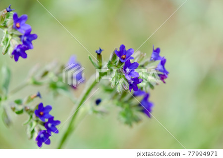 Alkanet Alkanet 77994971