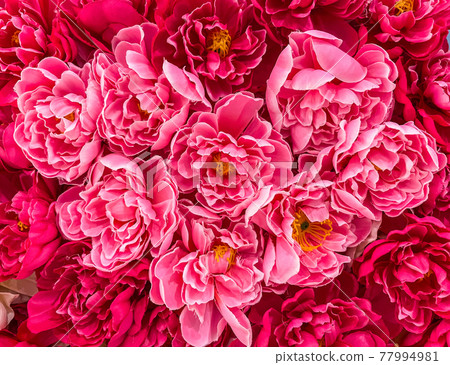 Closeup of the colorful artificial flowers from the fabric. Closeup of the colorful artificial flowers from the fabric. 77994981