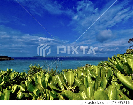 沖繩縣宮古島,從海灘naupaka森林眺望夏天的藍天和大海 沖繩縣宮古島,從海灘naupaka森林眺望夏天的藍天和大海 77995216