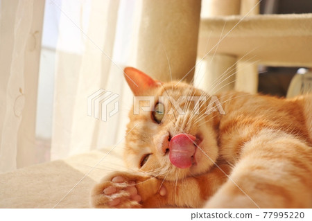 American Shorthair Red Tabby, a cat that boldly relaxes in the sun American Shorthair Red Tabby, a cat that boldly relaxes in the sun 77995220