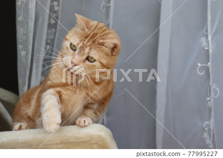 Cat American Shorthair Red Tabby inflating whisker pad Cat American Shorthair Red Tabby inflating whisker pad 77995227