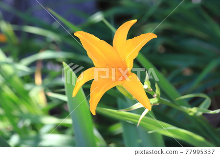 禪園花 (Zenteika) 或 Nikko Kisuge 77995337