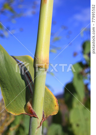 Growing sugar cane Growing sugar cane 77995582
