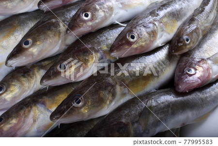 Saffron cods background 77995583