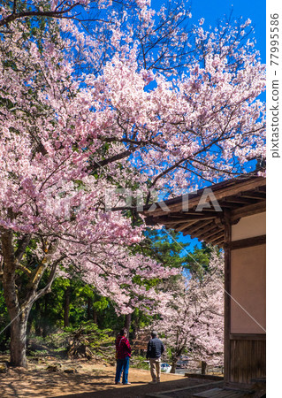 Takatoko Higan Sakura 盛開(羽日神社、豬苗代、福島) Takatoko Higan Sakura 盛開(羽日神社、豬苗代、福島) 77995586