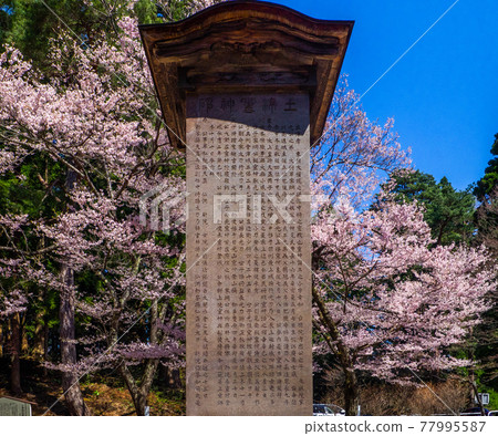 被盛開的櫻花包圍的道津靈神碑(羽津神社、豬苗代、福島) 被盛開的櫻花包圍的道津靈神碑(羽津神社、豬苗代、福島) 77995587