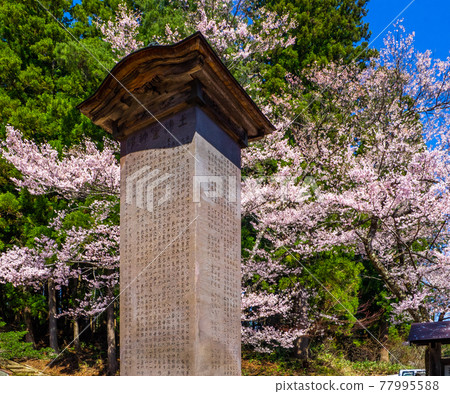 被盛開的櫻花包圍的道津靈神碑(羽津神社、豬苗代、福島) 被盛開的櫻花包圍的道津靈神碑(羽津神社、豬苗代、福島) 77995588