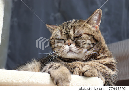 An angry nose cat American Shorthair Brown Tabby An angry nose cat American Shorthair Brown Tabby 77995592