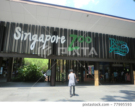 進入新加坡動物園 進入新加坡動物園 77995593