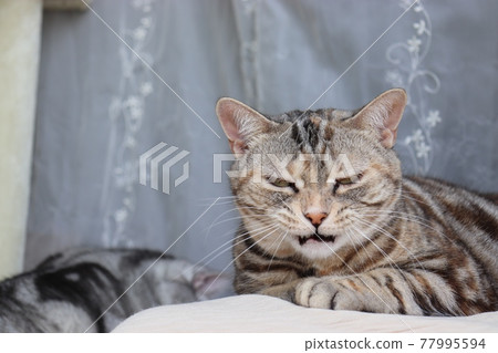 Frustrated Cat American Shorthair Silver Patched Tabby Frustrated Cat American Shorthair Silver Patched Tabby 77995594