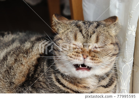 A cat with a wrinkled nose and a painful expression American Shorthair Brown Tabby A cat with a wrinkled nose and a painful expression American Shorthair Brown Tabby 77995595