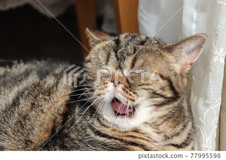 American shorthair brown tabby cat with a look that ate sour food American shorthair brown tabby cat with a look that ate sour food 77995598