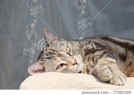 Hyuga Bokko Sleepy Cat American Shorthair Silver Patched Tabby Hyuga Bokko Sleepy Cat American Shorthair Silver Patched Tabby 77995599