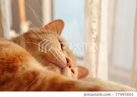 Cute whisker pad Hinata Bokko Cat American Shorthair Red Tabby Cute whisker pad Hinata Bokko Cat American Shorthair Red Tabby 77995601