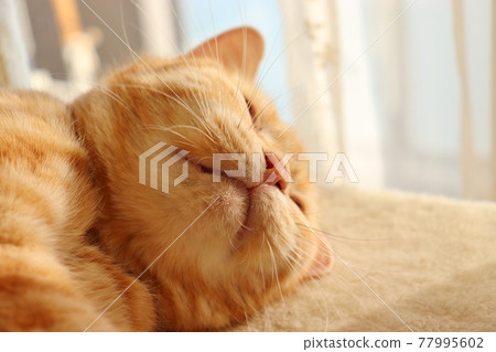 Plump Whisker Pad Cat American Shorthair Red Tabby Plump Whisker Pad Cat American Shorthair Red Tabby 77995602