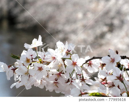 城市河流櫻花盛開 城市河流櫻花盛開 77995616