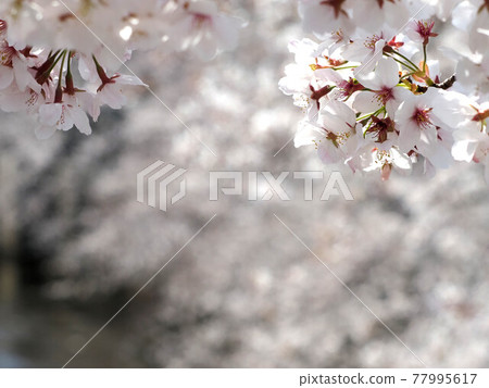 Cherry blossoms in urban rivers in full bloom Cherry blossoms in urban rivers in full bloom 77995617