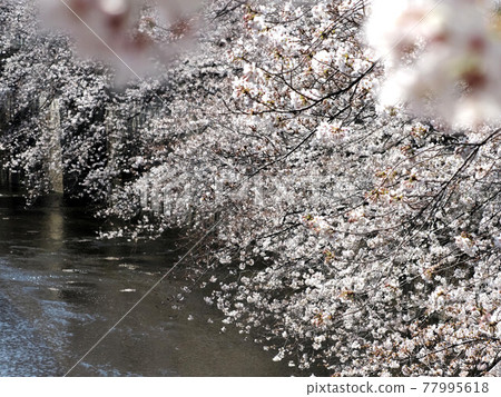 Cherry blossoms in urban rivers in full bloom Cherry blossoms in urban rivers in full bloom 77995618