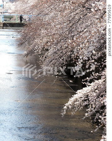 城市河流櫻花盛開 城市河流櫻花盛開 77995619