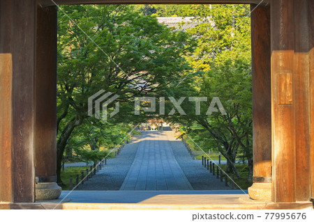 Fresh green of Kyoto Nanzenji Temple Fresh green of Kyoto Nanzenji Temple 77995676