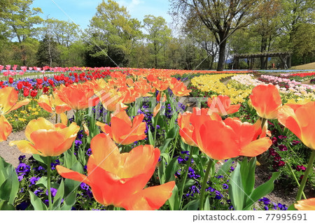 【香川縣】春天國立贊岐萬野公園（鬱金香田） 77995691