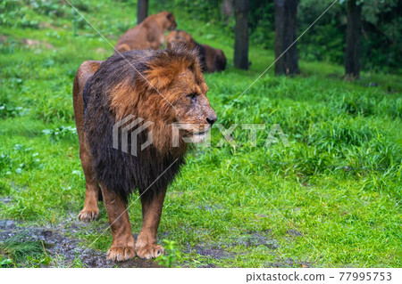 A lion standing on a rainy day 77995753