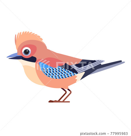 Eurasian Jay Garrulus glandarius . Birdd Cartoon flat style beautiful character of ornithology, vector illustration isolated on white background 77995983