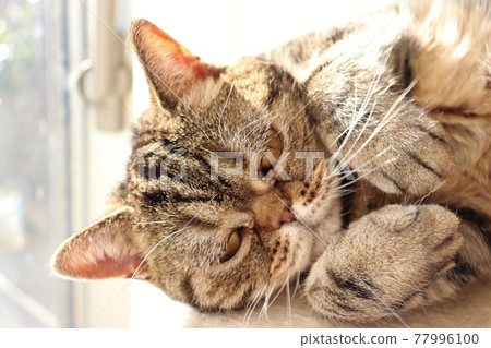 Cute pose Busakawa cat American shorthair brown tabby Cute pose Busakawa cat American shorthair brown tabby 77996100
