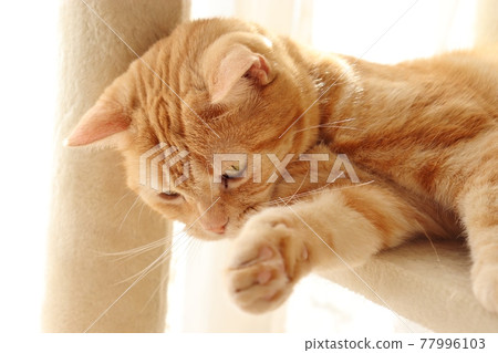 Cat American Shorthair Red Tabby playing by hand at the cat tower Cat American Shorthair Red Tabby playing by hand at the cat tower 77996103